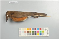 藏品(赤腹鶇)的圖片